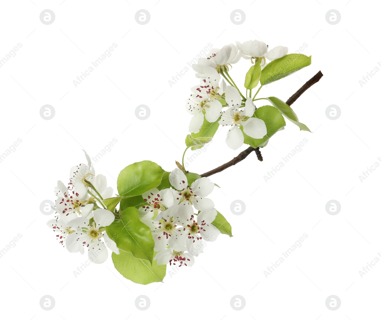 Photo of Beautiful blossoming pear tree branch with flowers on white background