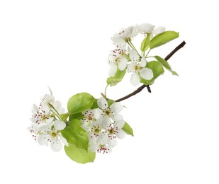 Beautiful blossoming pear tree branch with flowers on white background