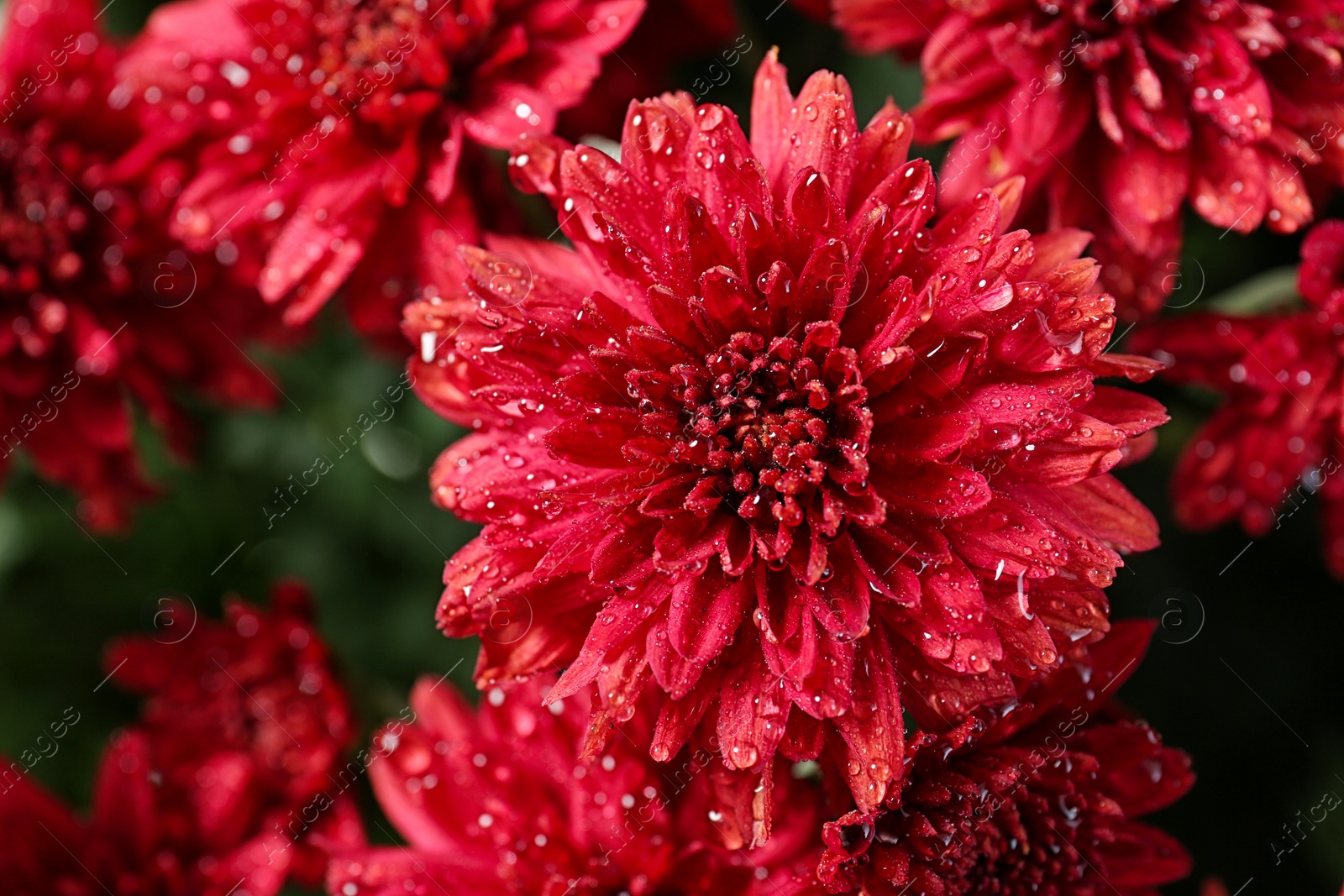 Photo of Beautiful red chrysanthemum flowers with water drops, closeup