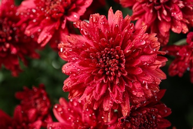 Beautiful red chrysanthemum flowers with water drops, closeup