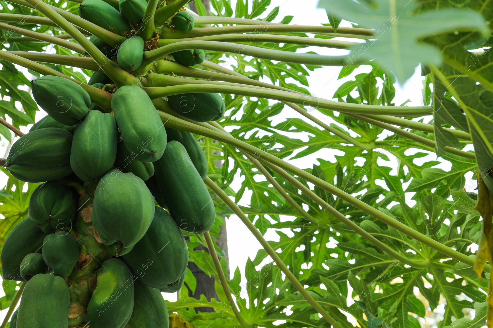 Photo of Unripe papaya fruits growing on tree outdoors
