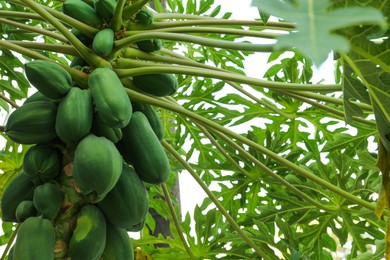 Unripe papaya fruits growing on tree outdoors