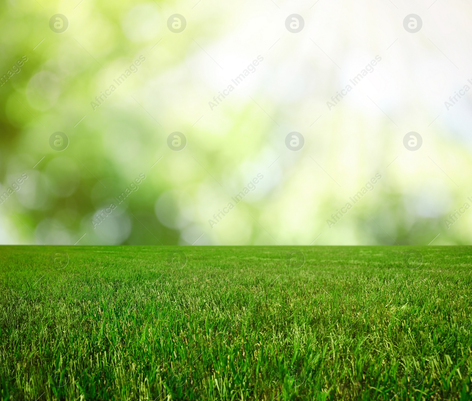 Image of Beautiful lawn with green grass on sunny day. Bokeh effect