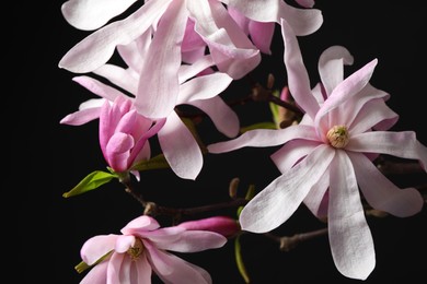 Photo of Magnolia tree branches with beautiful flowers on black background, closeup