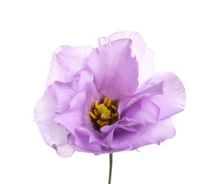 Photo of Beautiful Eustoma flower on white background