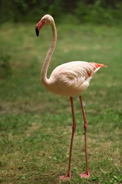 Beautiful greater flamingo in zoo. Wading bird