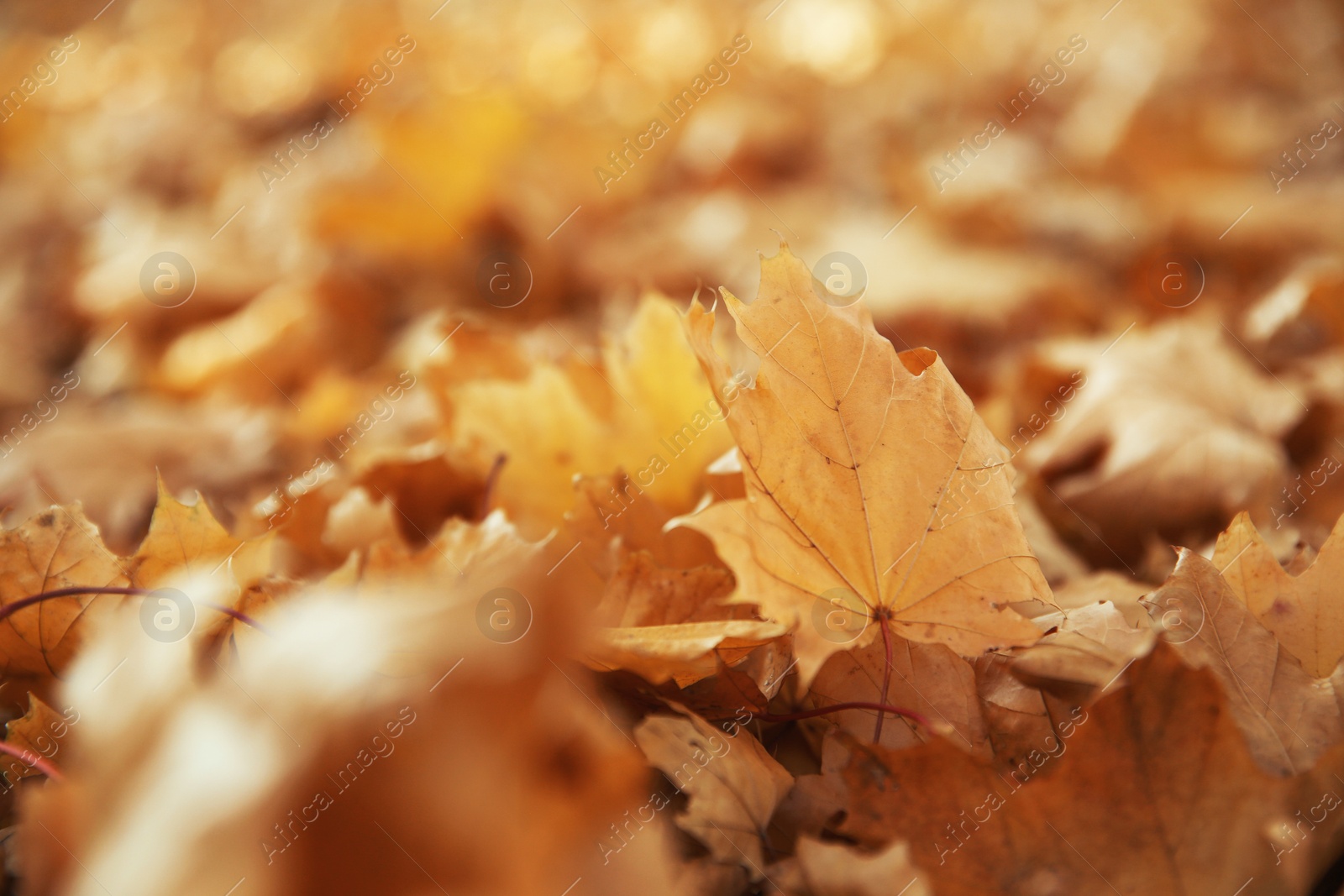 Photo of Autumn dry leaves on ground in park, closeup