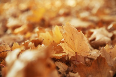 Photo of Autumn dry leaves on ground in park, closeup