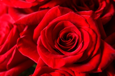 Photo of Beautiful red rose flowers as background, closeup