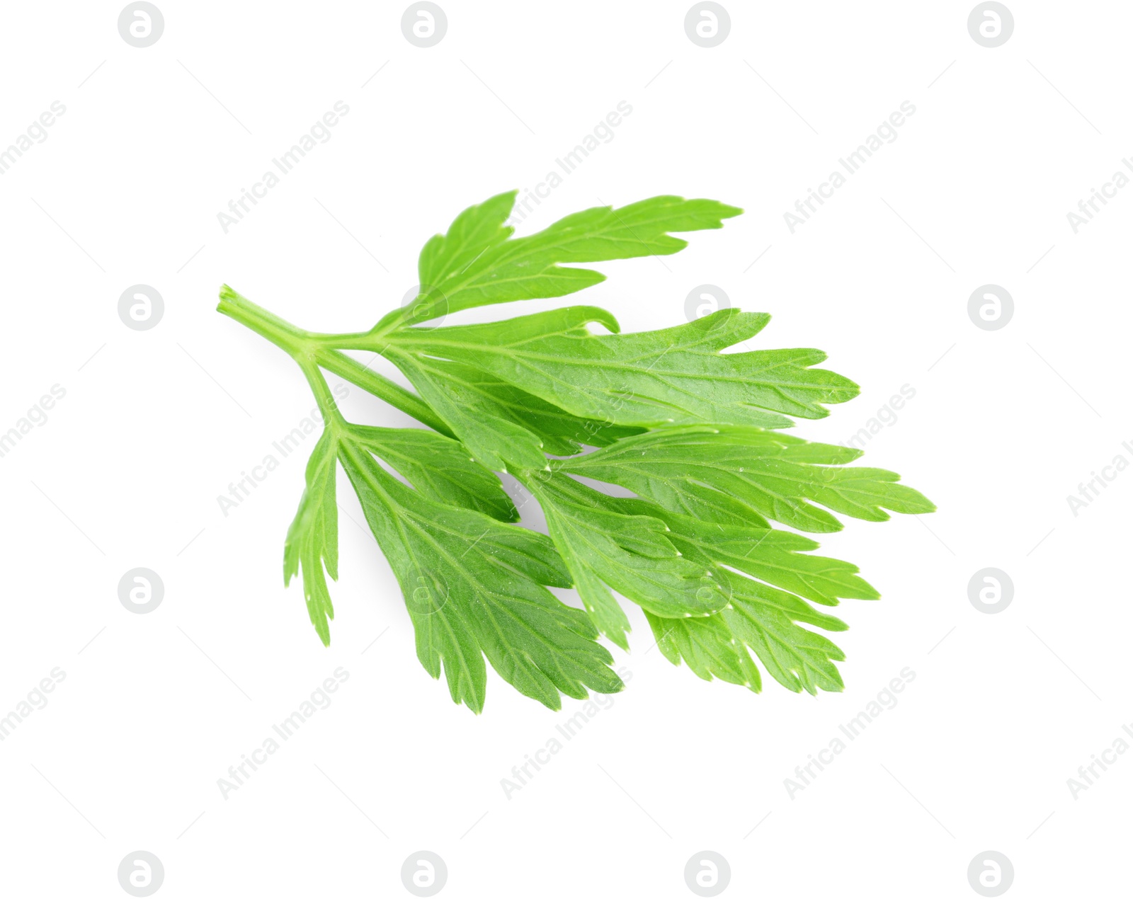 Sprig of fresh green parsley leaves isolated on white, top view Photo of Sprig of fresh green parsley leaves isolated on white, top view