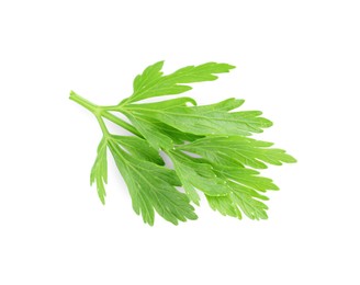 Photo of Sprig of fresh green parsley leaves isolated on white, top view