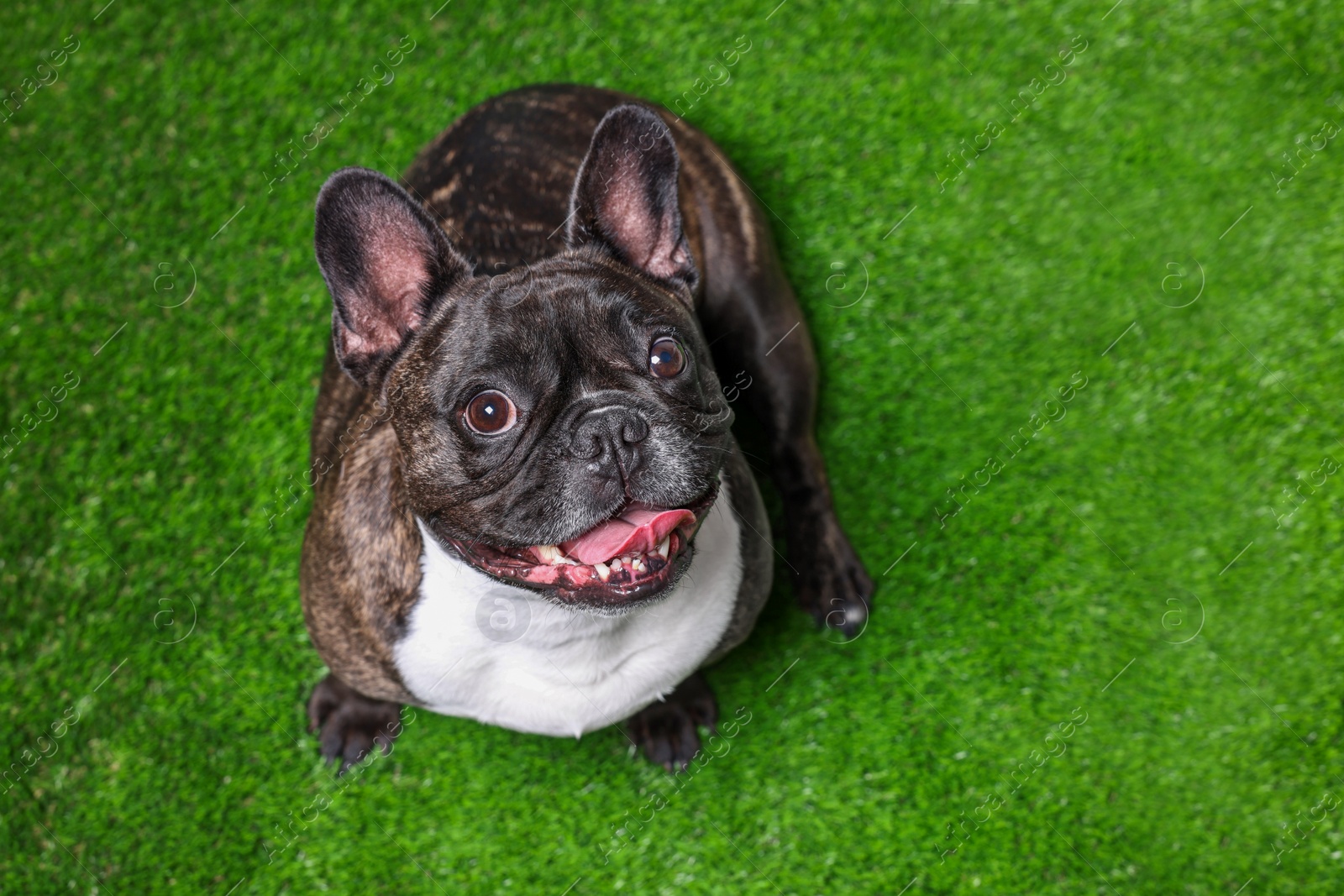 Photo of Adorable French Bulldog on green grass, above view. Lovely pet