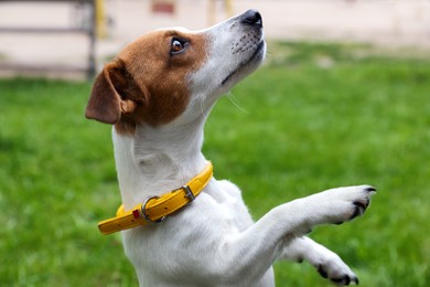 Beautiful Jack Russell Terrier in yellow dog collar outdoors