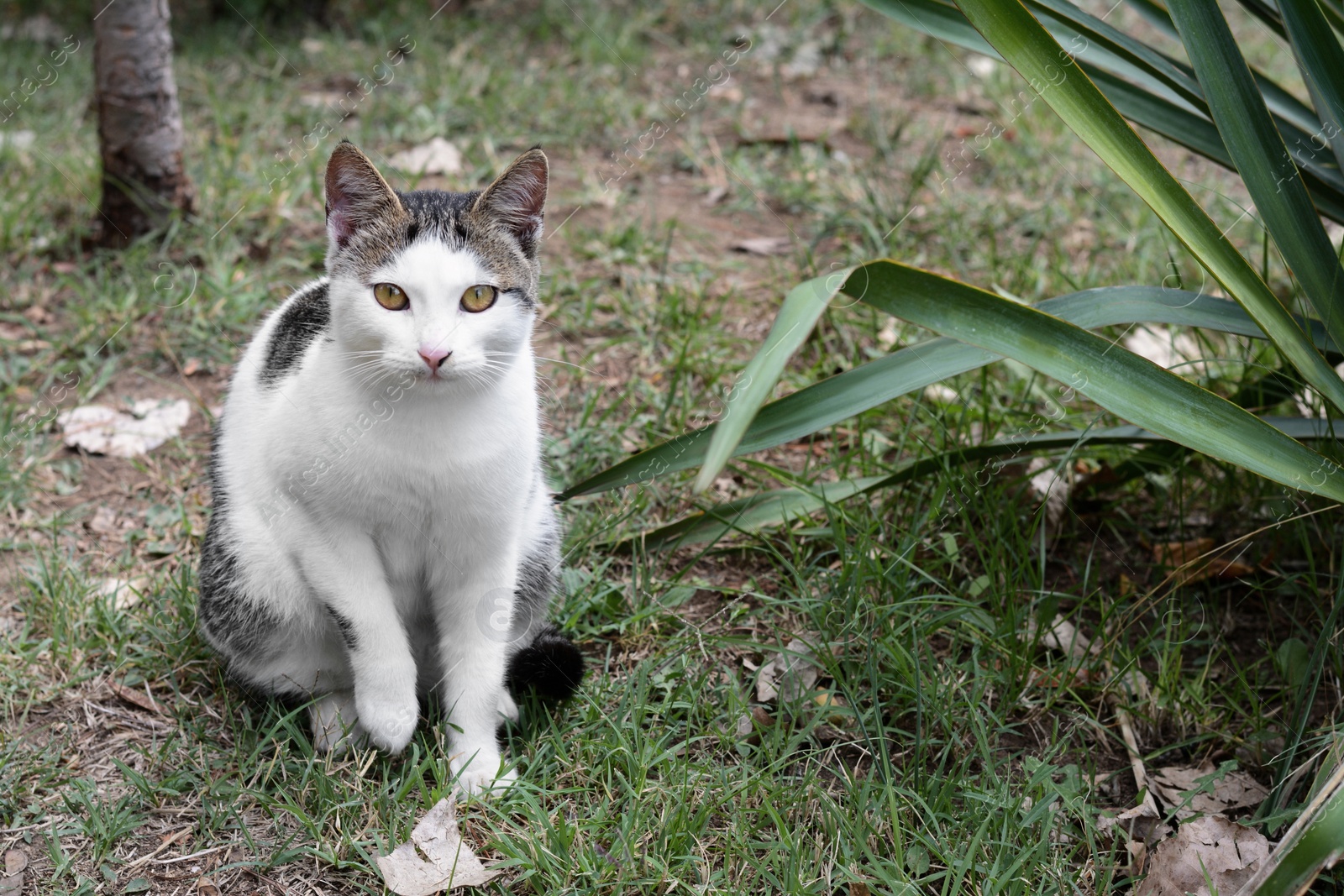 Photo of Lonely stray cat on green grass outdoors. Homeless pet