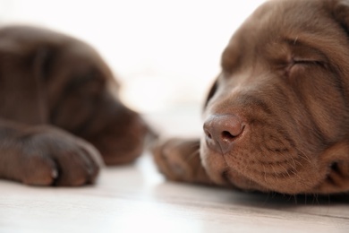 Chocolate Labrador Retriever puppies sleeping on floor indoors, closeup