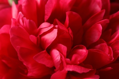 Photo of Beautiful blooming peony flower as background, closeup