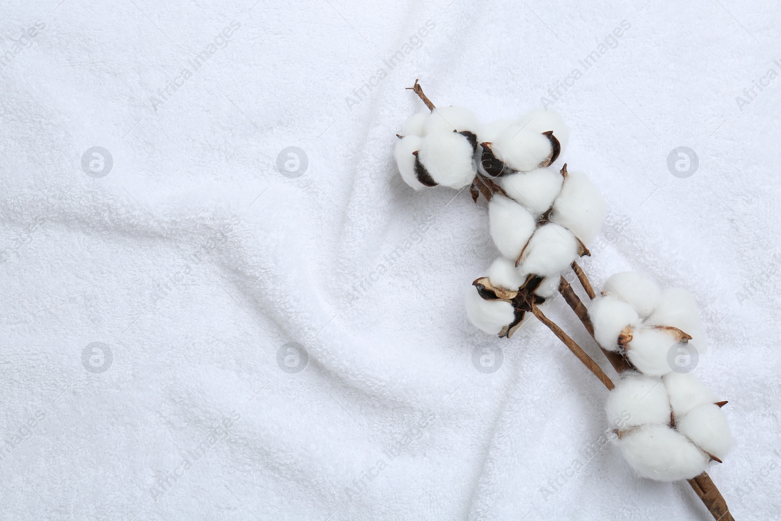 Photo of Cotton flowers on white terry towel, top view