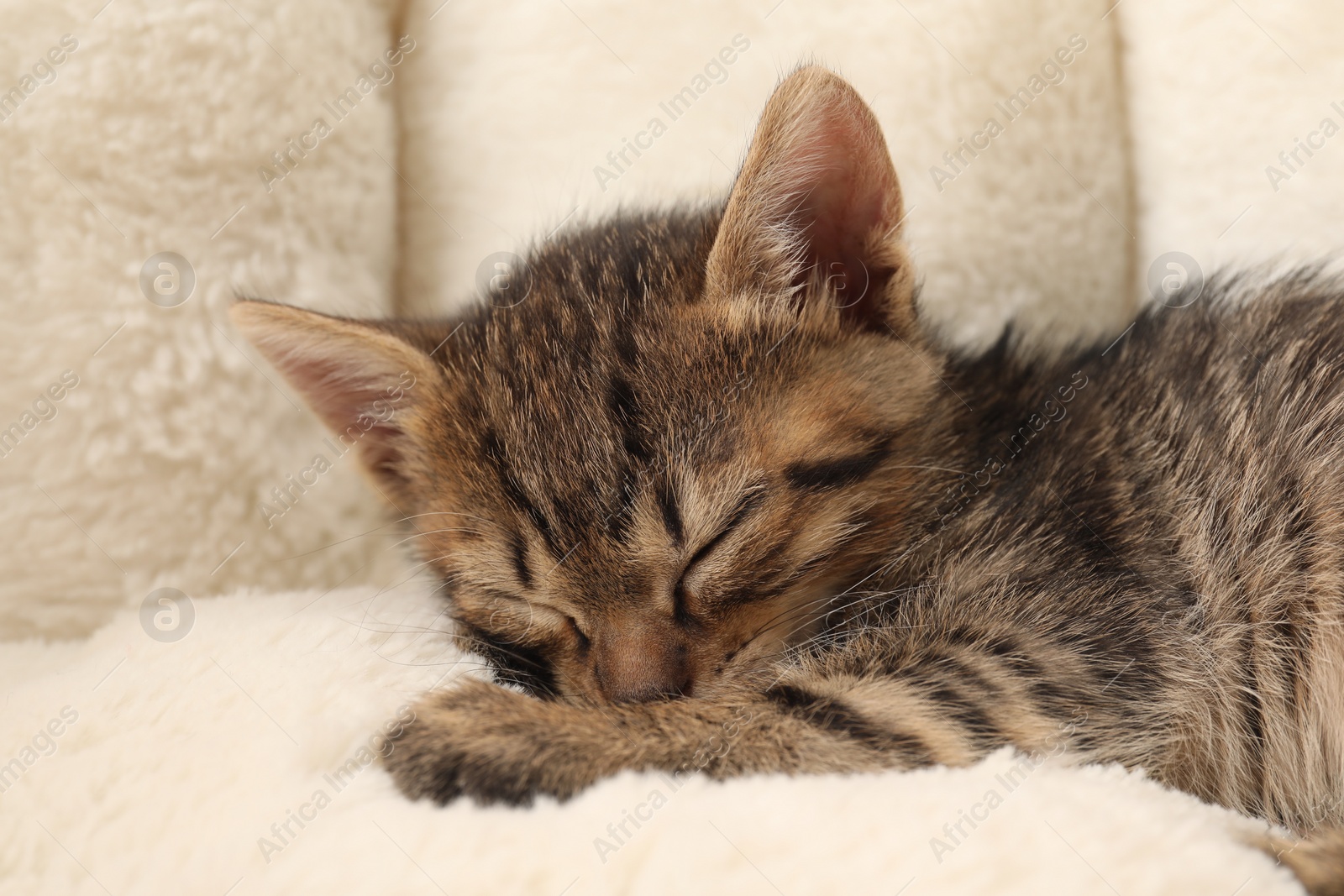 Photo of Cute fluffy kitten sleeping on pet bed. Baby animal