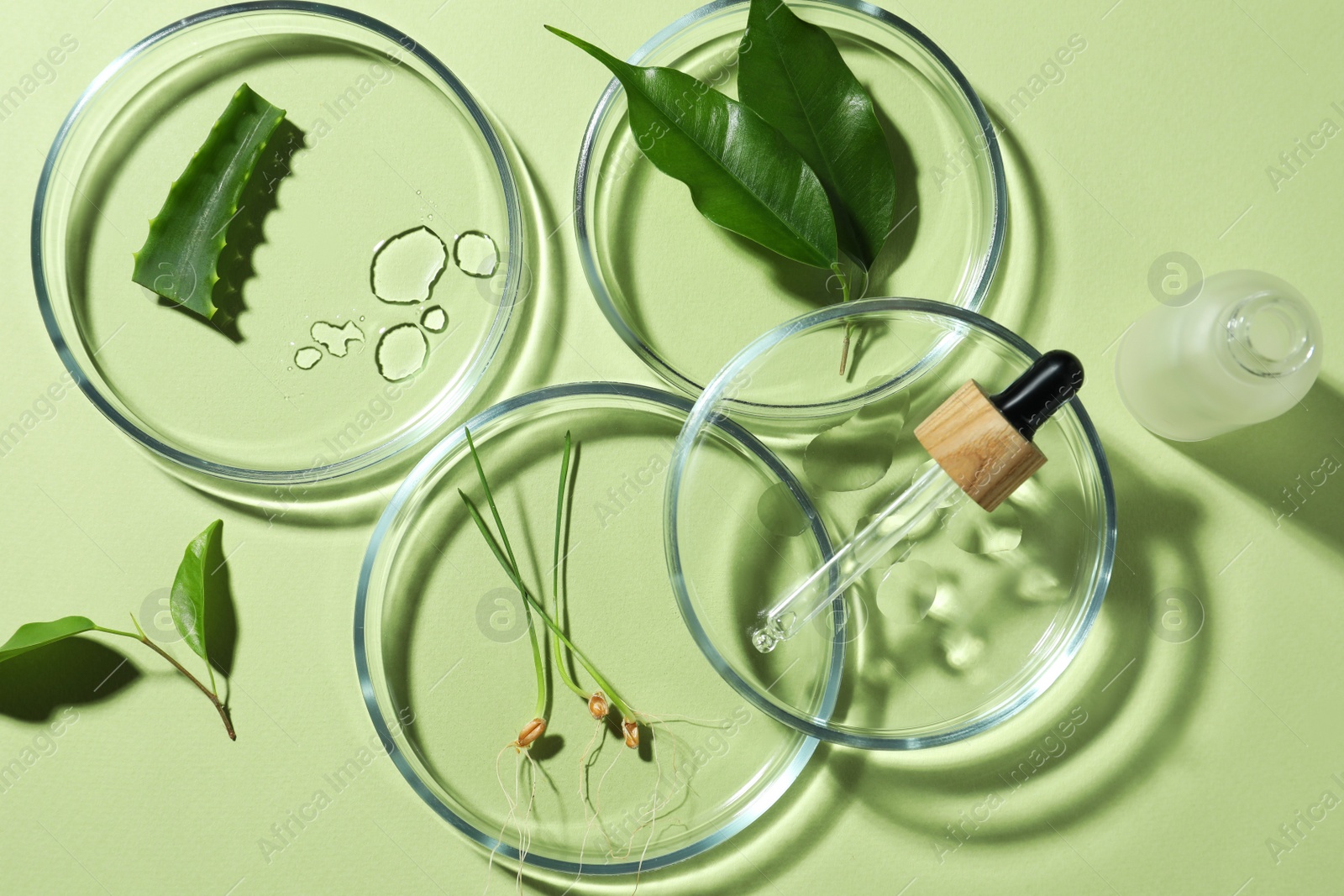 Photo of Flat lay composition with Petri dishes and plants on pale light green background