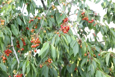 Cherry tree with green leaves and ripe berries growing outdoors