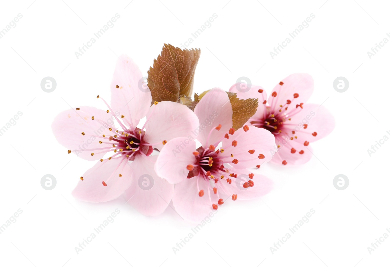 Photo of Beautiful pink sakura tree blossoms with leaves isolated on white