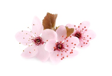 Photo of Beautiful pink sakura tree blossoms with leaves isolated on white