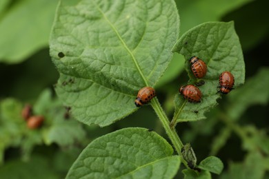 Photo of Many colorado potato beetle larvae on plant outdoors, closeup