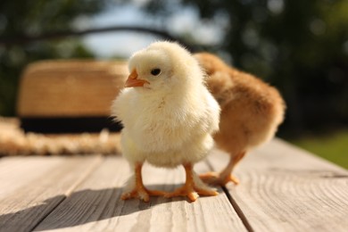 Photo of Cute chicks on wooden surface on sunny day, closeup. Baby animals