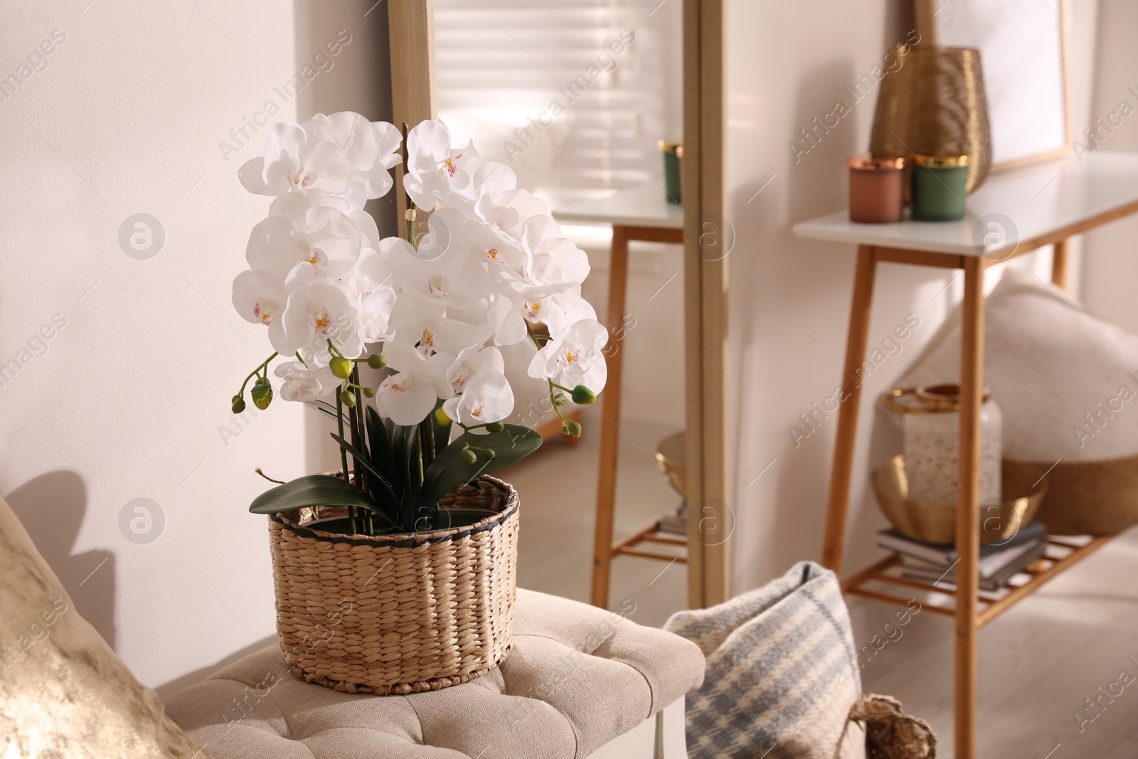 Photo of Beautiful potted white orchids in room. Interior design