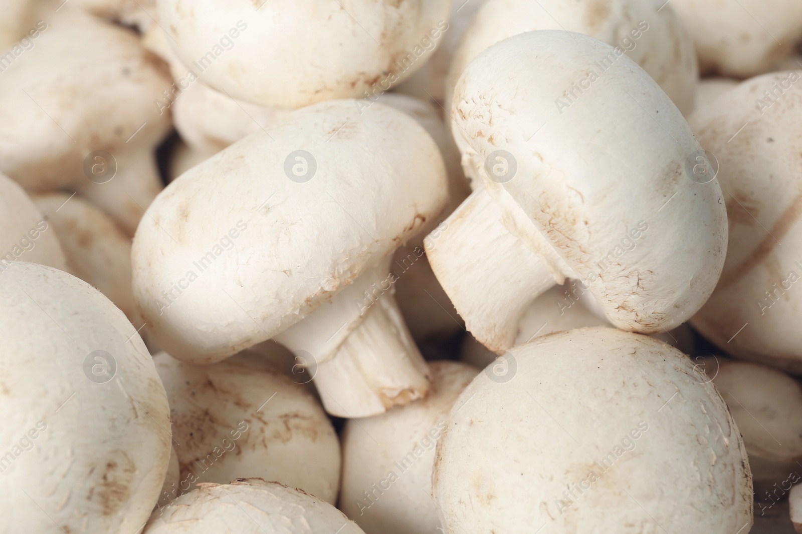 Photo of Fresh raw champignon mushrooms as background, closeup