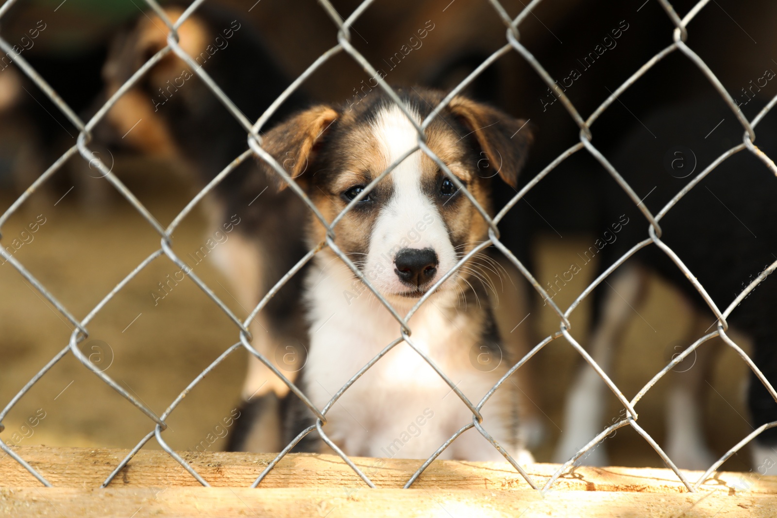 Photo of Cage with homeless dogs in animal shelter. Concept of volunteering