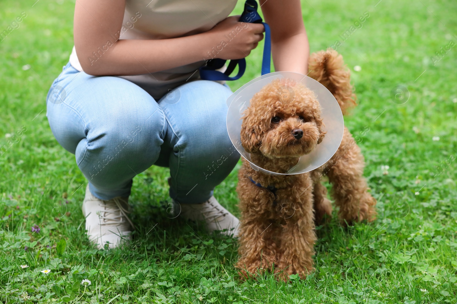 Photo of Woman with her cute Maltipoo dog in Elizabethan collar outdoors, closeup