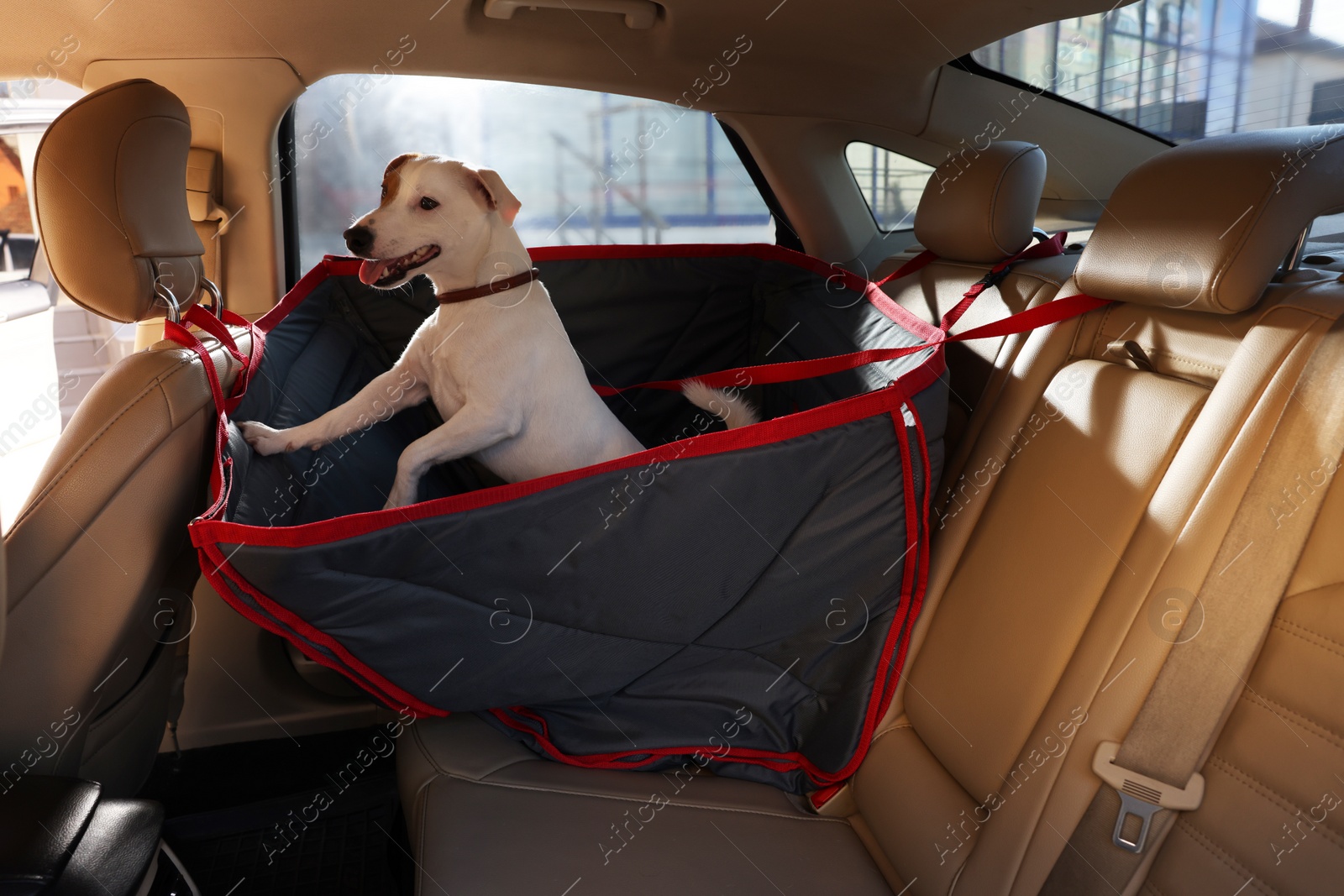 Photo of Cute Jack Russel Terrier dog in bag carrier inside car. Pet accessory