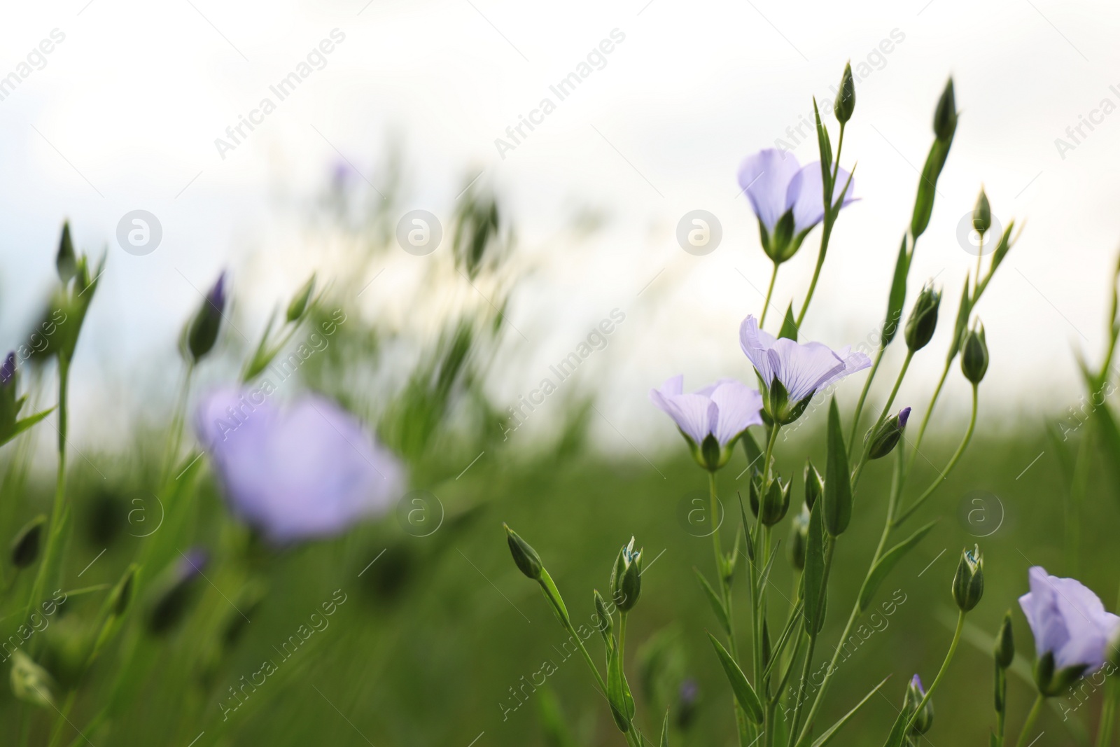 Photo of Closeup view of beautiful blooming flax field