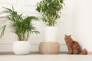 Photo of Adorable cat near green houseplants on floor at home