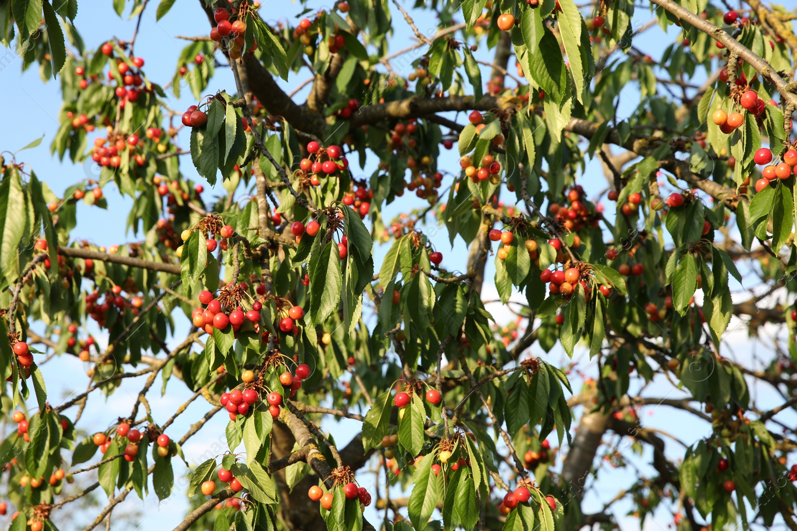 Photo of Cherry tree with green leaves and unripe berries growing outdoors