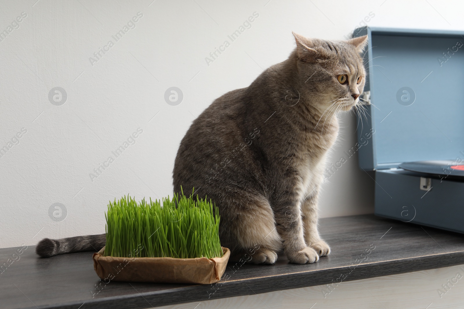 Photo of Cute cat and fresh green grass on wooden desk near white wall indoors