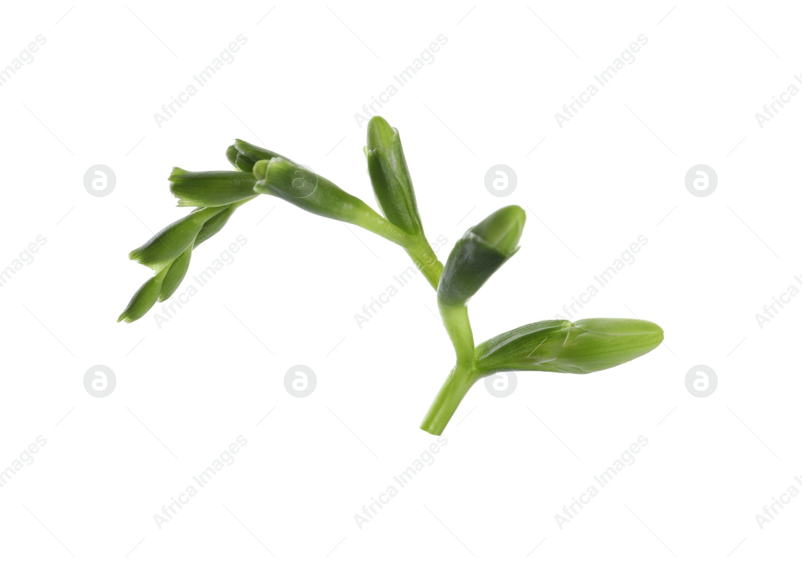 Photo of Beautiful green freesia buds isolated on white