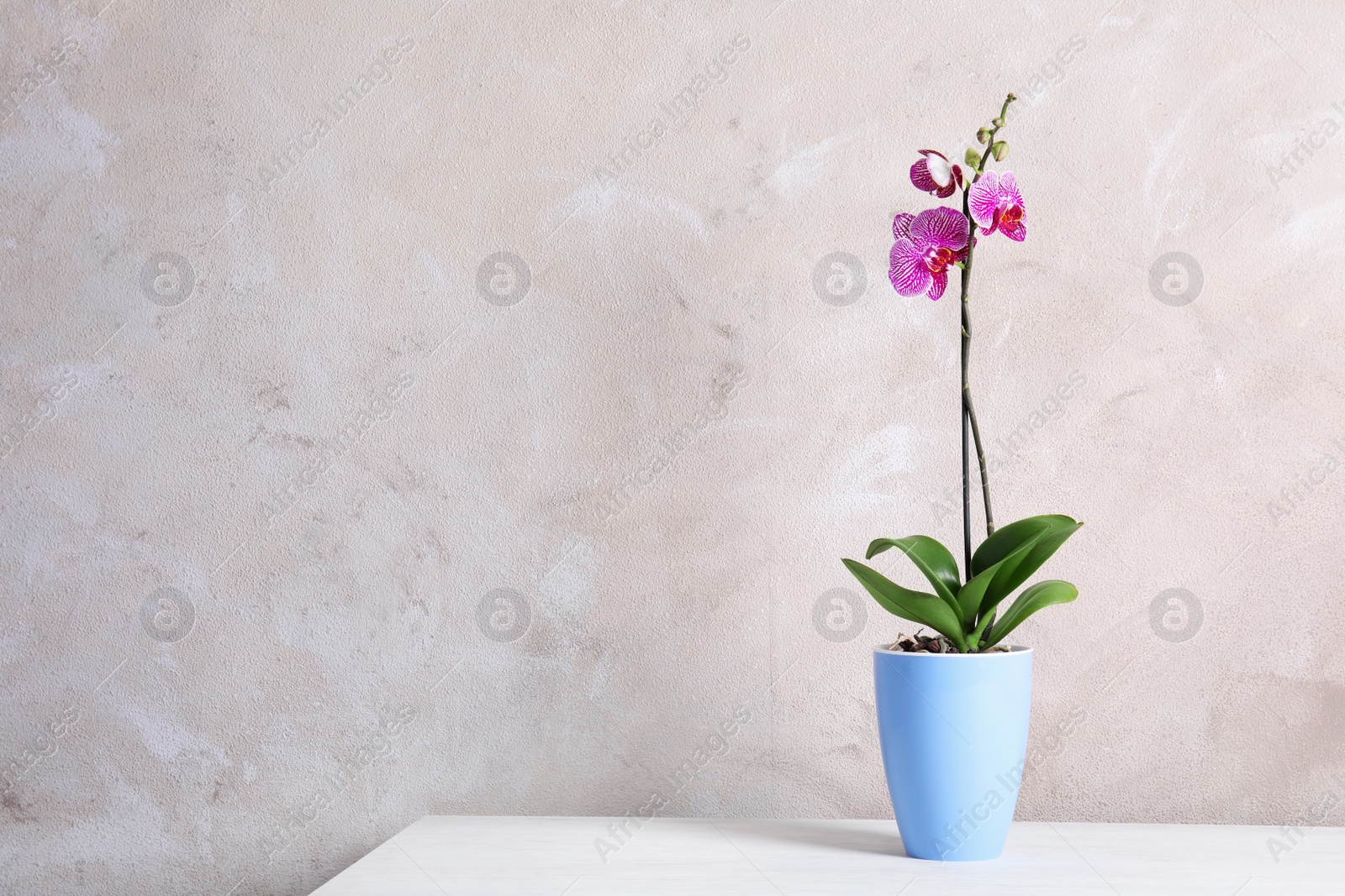 Photo of Beautiful tropical orchid flower in pot on table near color wall. Space for text