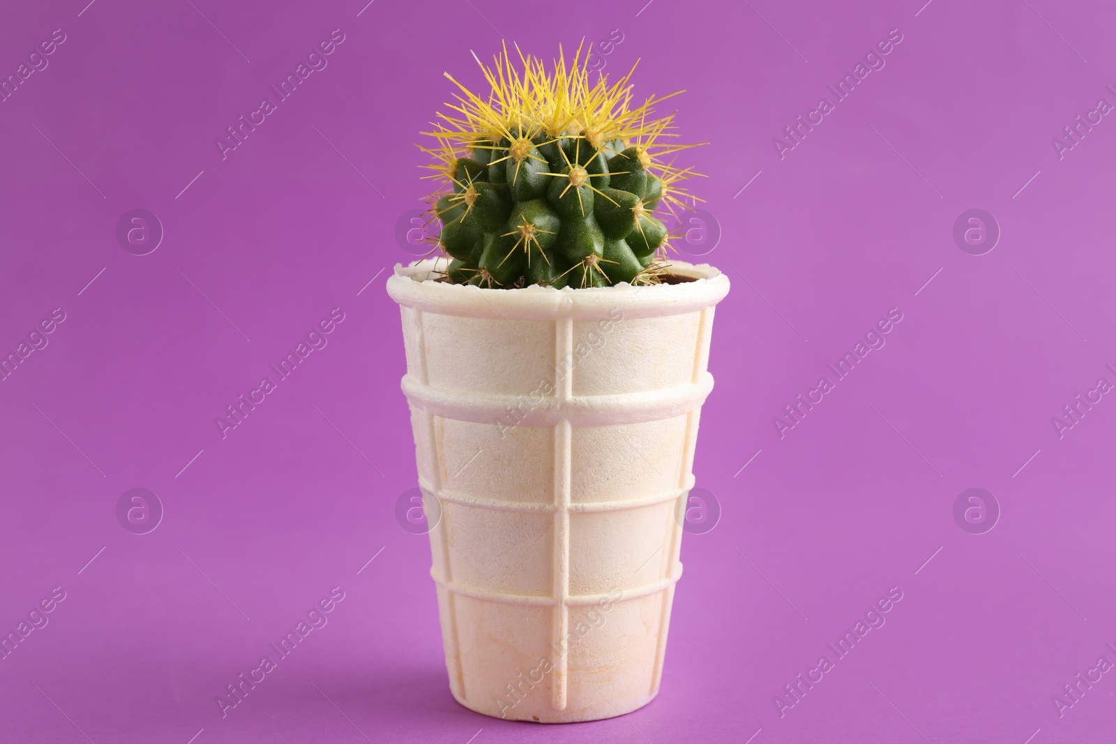Photo of Cactus in ice cream waffle on violet background. Tooth sensitivity to cold