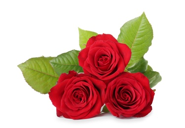 Photo of Beautiful red roses on white background. Funeral symbol