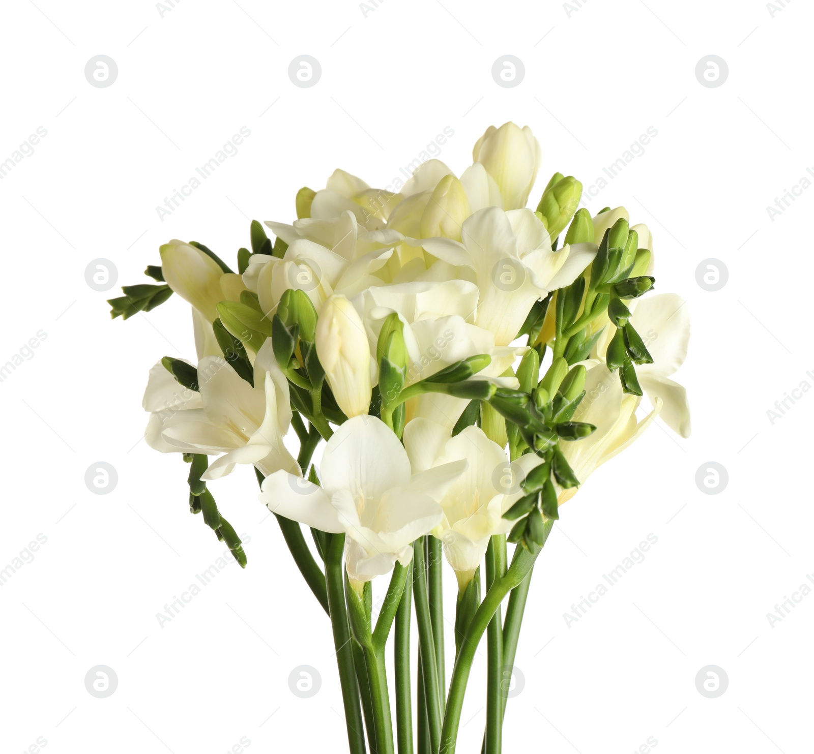 Photo of Beautiful blooming freesia flowers isolated on white