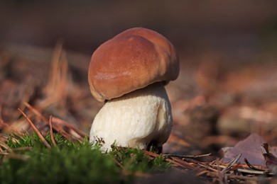 Porcini mushroom growing in forest, closeup view