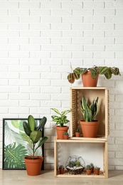Potted home plants and wooden crates on floor indoors, space for text. Idea for interior decor