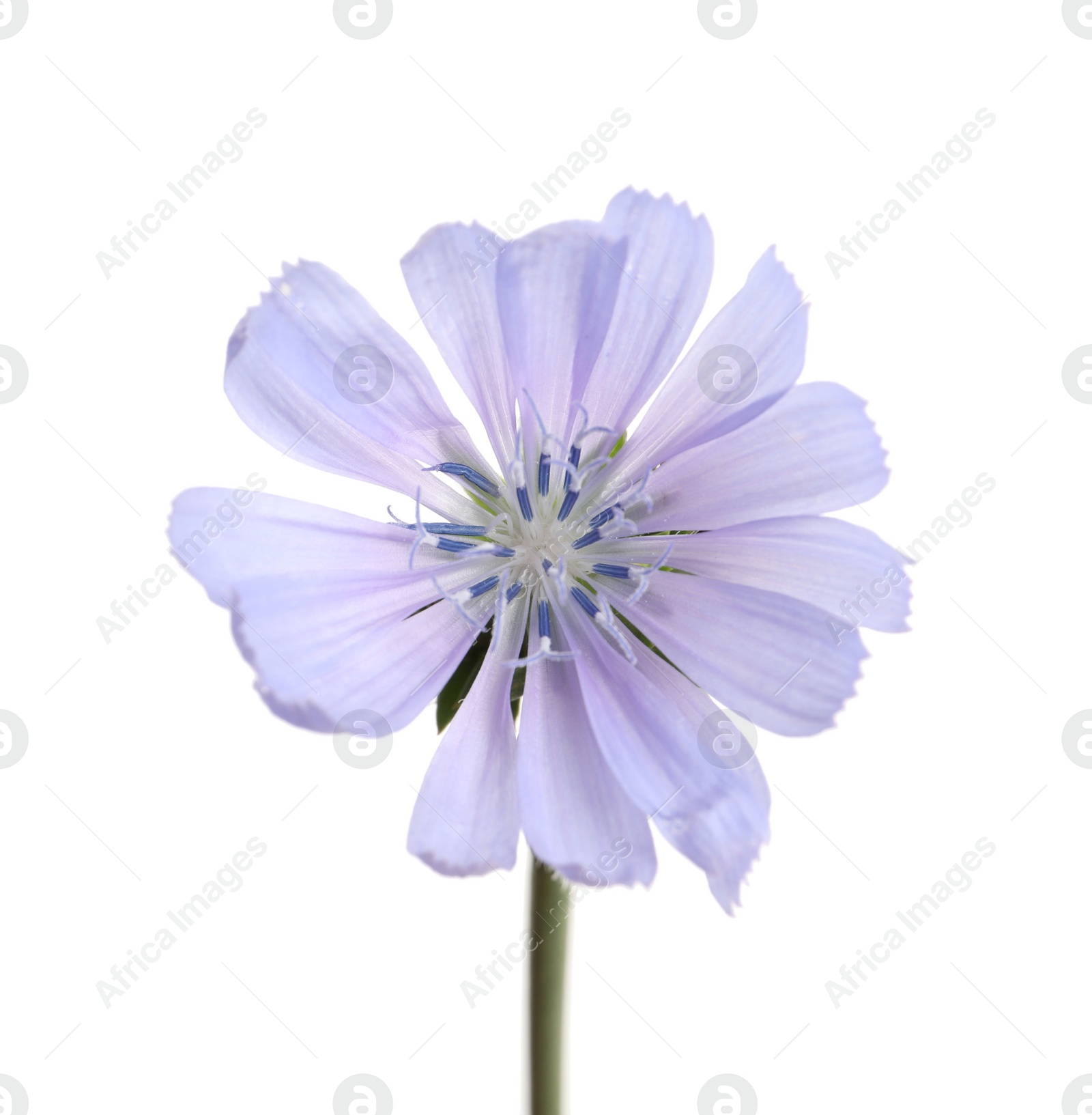 Photo of Beautiful blooming chicory flower isolated on white