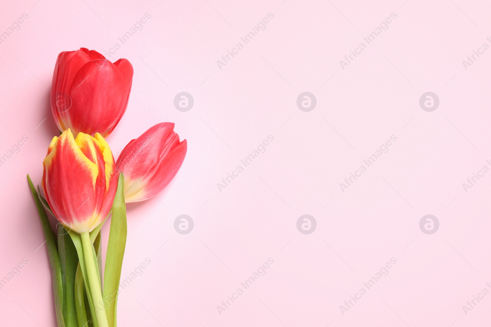 Photo of Beautiful spring tulips on pink background, flat lay. Space for text