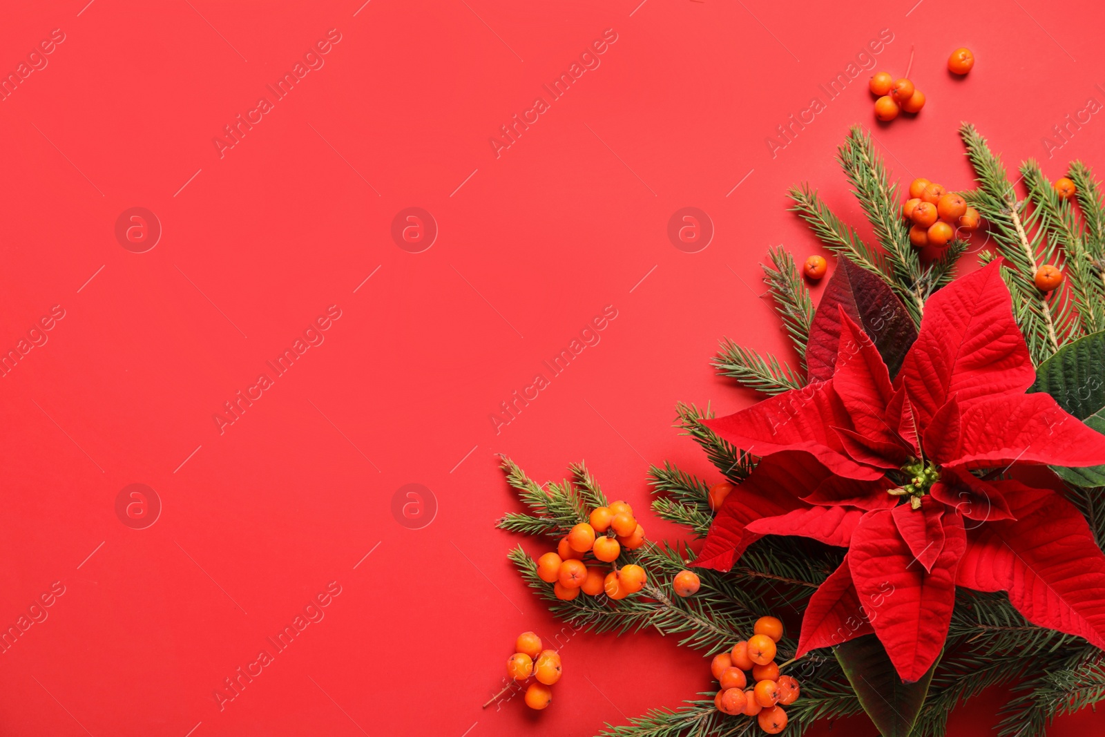 Photo of Flat lay composition with poinsettia (traditional Christmas flower), rowan berries and fir branches on red background. Space for text