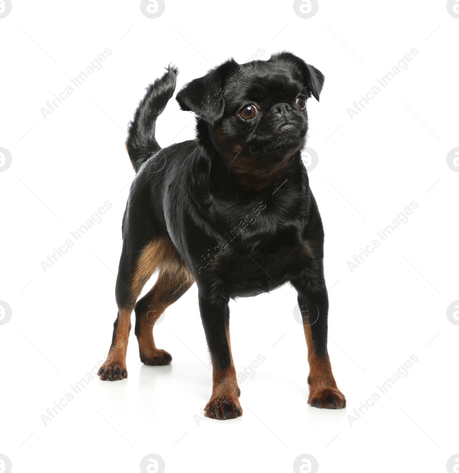 Photo of Adorable black Petit Brabancon dog standing on white background