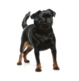 Photo of Adorable black Petit Brabancon dog standing on white background