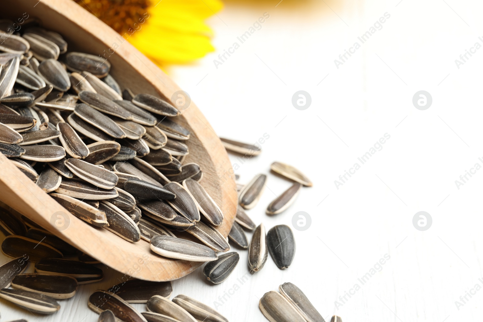 Photo of Raw sunflower seeds and scoop on white wooden table, closeup. Space for text